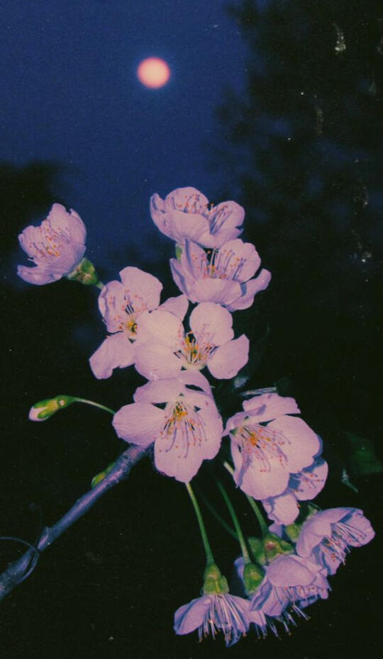 Pink Flowers at Night
