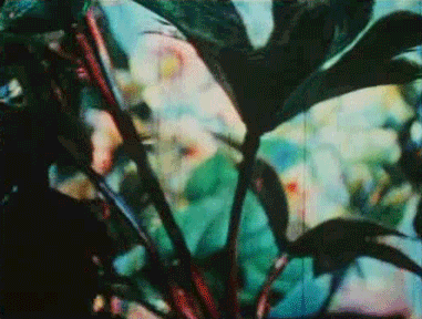 Underwater Plants